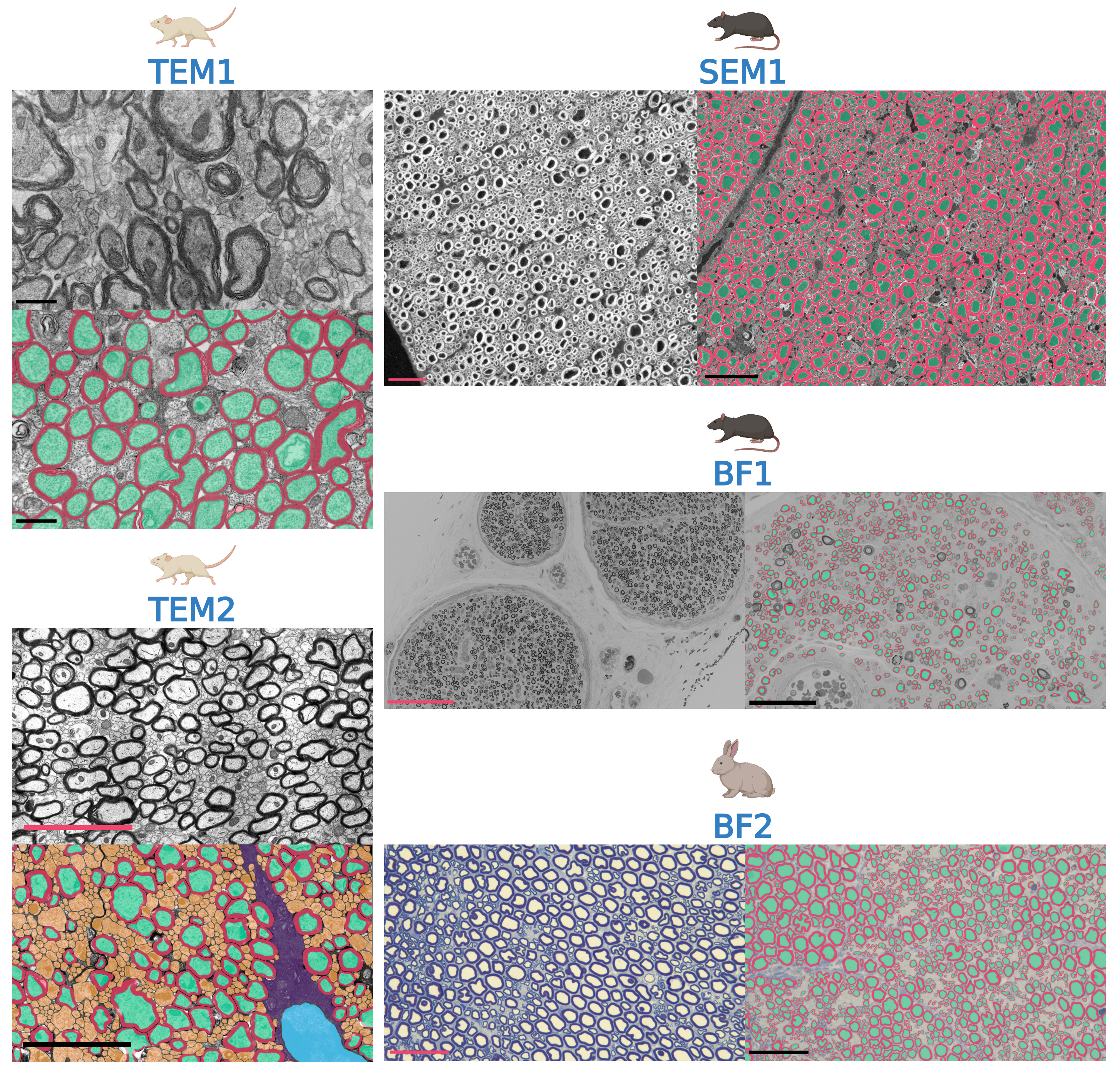 ASTIH Dataset Overview
